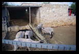 Pafos Zoo -30-05-2017 - Bogdan Balaban
